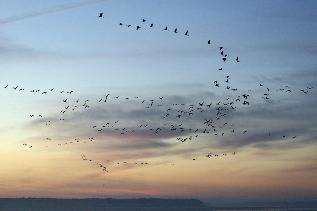 vol de grues